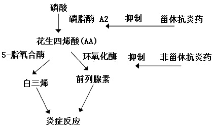 炎癥反應(yīng)機制